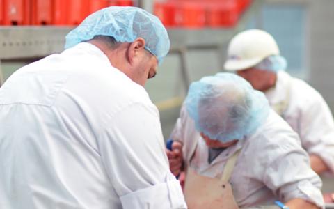 Arbeiter mit weißen Kitteln und blauen Hauben arbeiten in einem Zerlegebetrieb